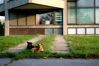 The Free Dogs Love Contemporary Art in Belgrade